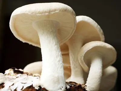 白蘑菇吃法大全,白蘑菇菜品