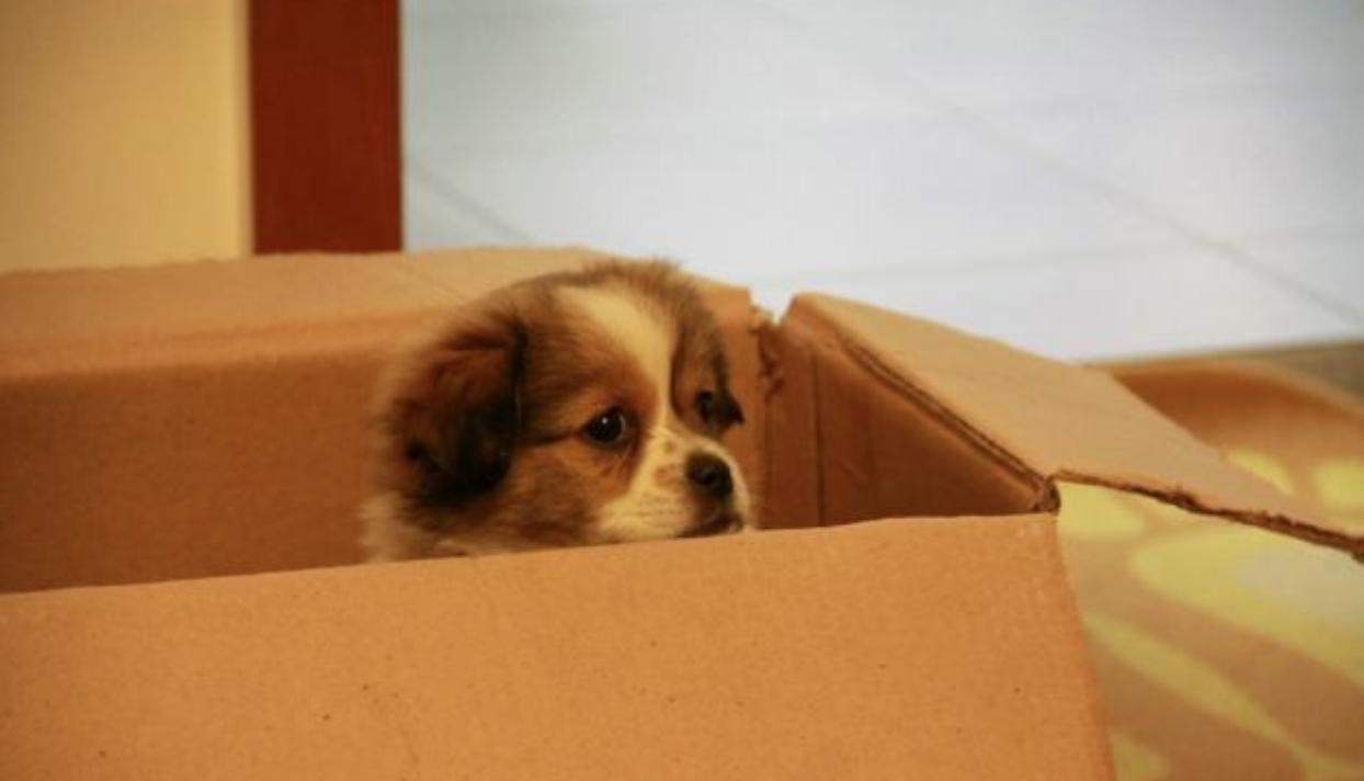 狗狗刚生完宝宝注意事项怎么护理,狗狗生宝宝需要准备些什么东西呢