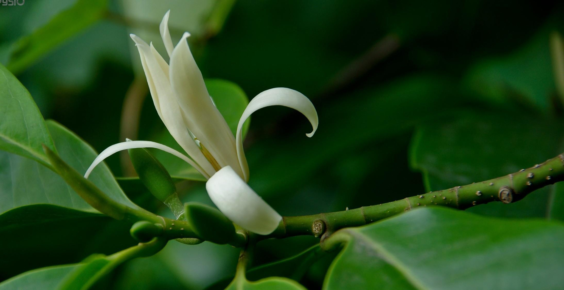 白兰花开花不香是什么原因,白兰花开得不香怎么回事