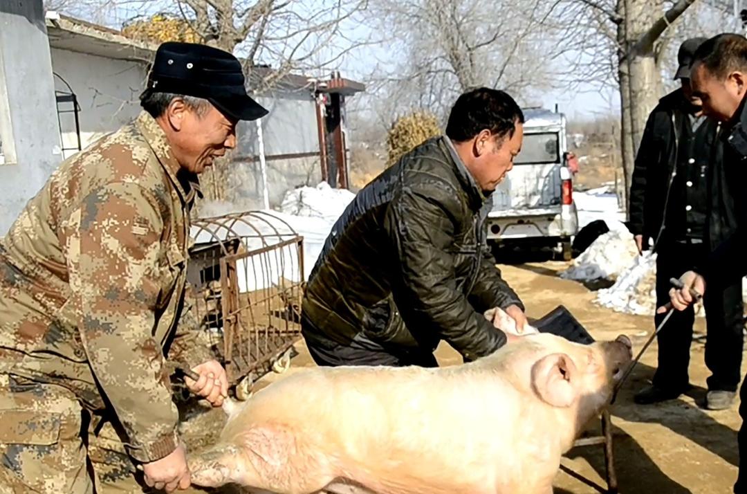 美国人杀猪真的不放血吗,为什么美国猪肉卖得如此便宜