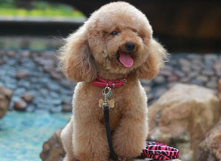 60天大的泰迪便秘,泰迪肠炎后便秘怎么办