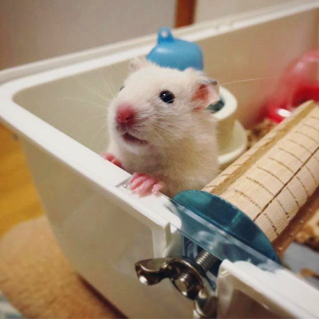 仓鼠不小心掉进老鼠洞里了,仓鼠不小心被笼子夹到怎么办