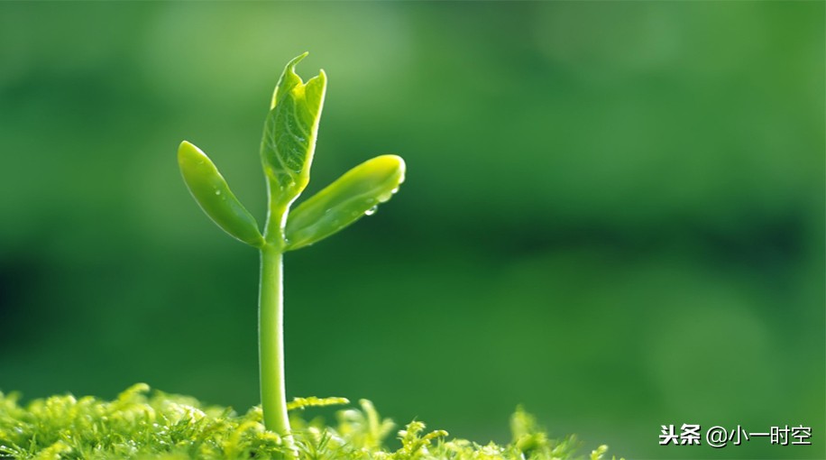 健康科普被狗咬伤后怎么办,猫猫打过疫苗抓伤要打狂犬疫苗么