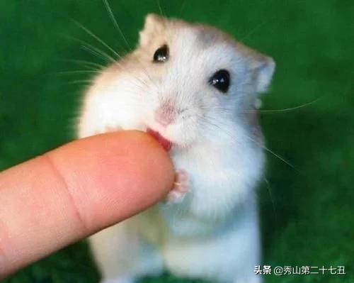 12种最适合懒人养的宠物便宜,什么宠物好养又干净又便宜又聪明