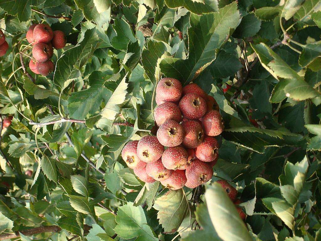 山楂的品种和种植技术,种植山楂的管理技术