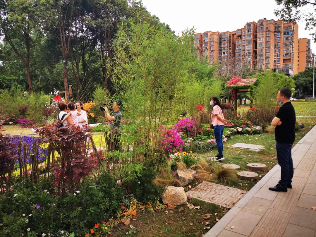 波斯菊孔雀草花海,波斯菊向日葵