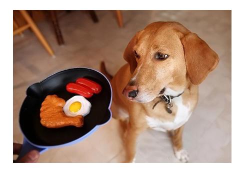 狗狗比较挑食应该吃什么狗粮好,三个多月的比熊狗狗挑食怎么办