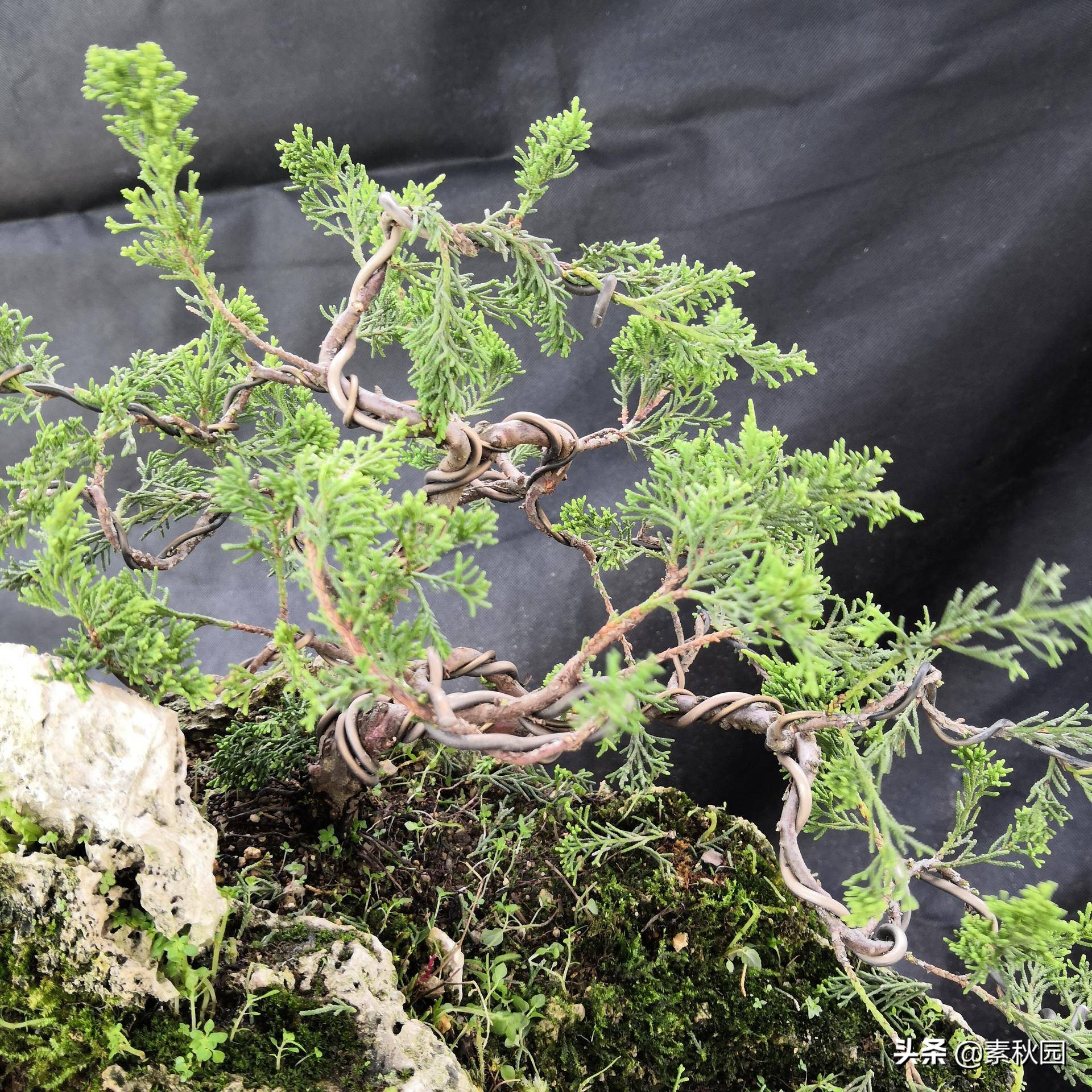 关于系鱼川真柏苗与铝线在石头上发生的那些事儿