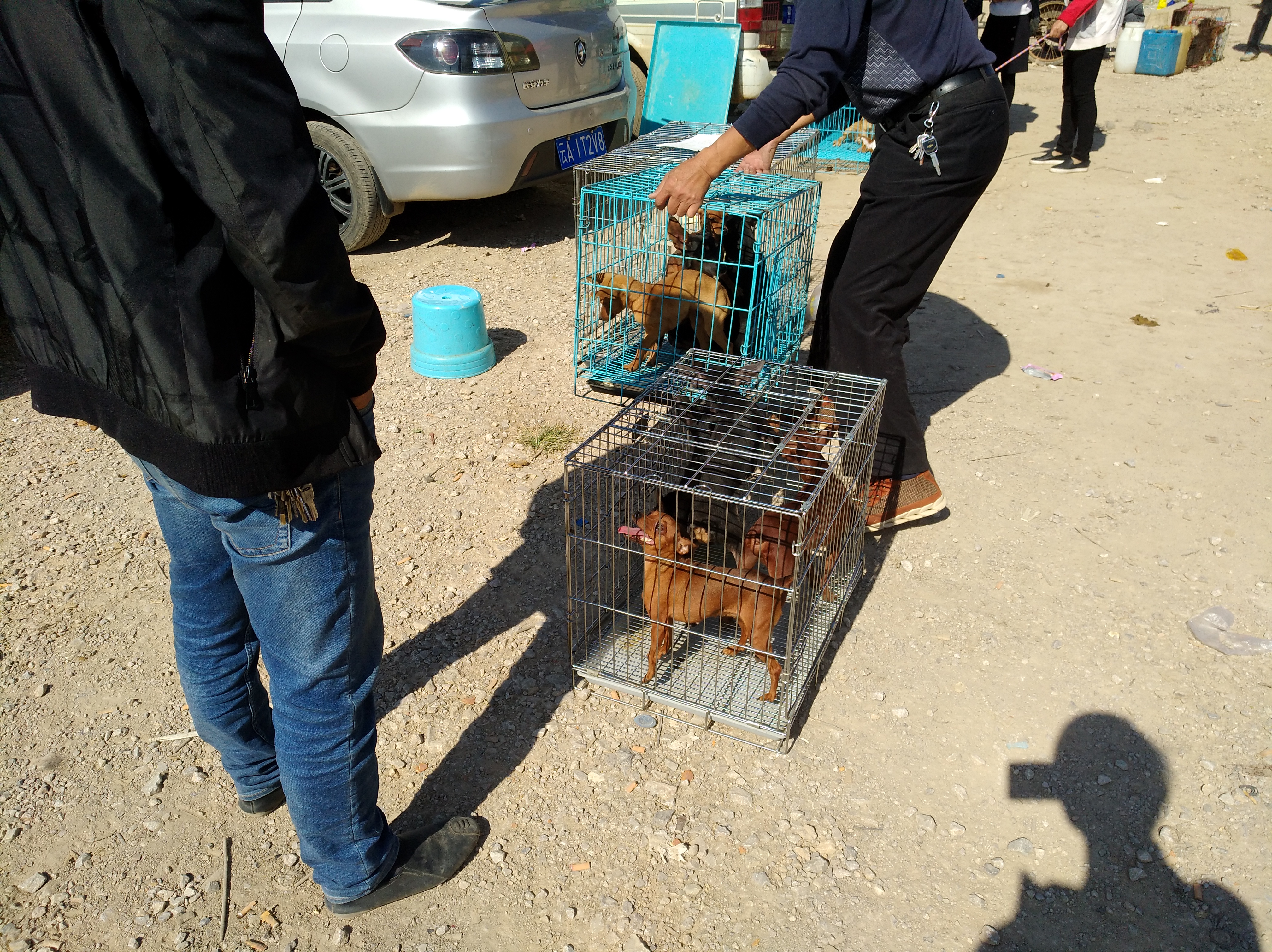 找代理卖宠物狗靠谱吗,网上买宠物狗要注意什么