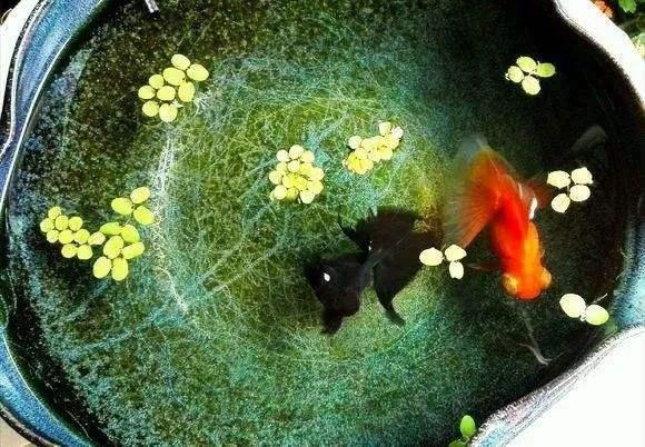 饲养大型冷水观赏鱼有哪些,冷水观赏鱼可以用加温棒吗