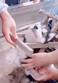 给狗拔牙视频金毛,金毛狗狗拔牙