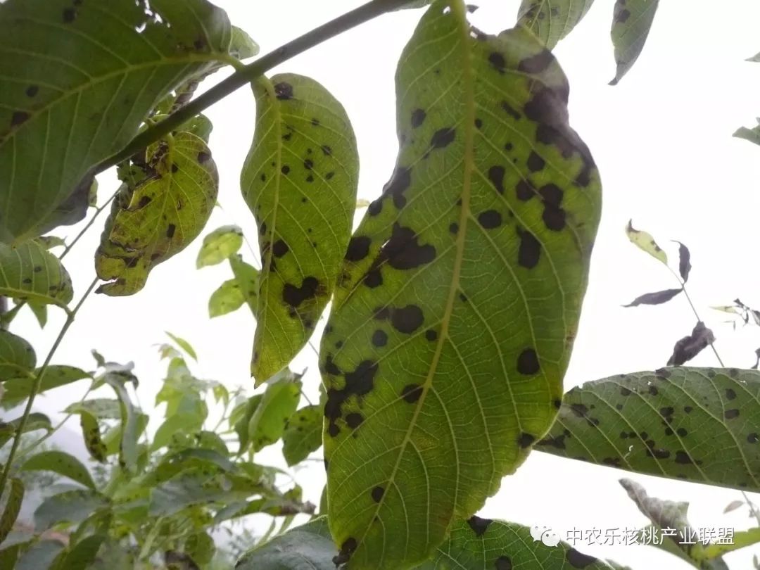 核桃黑斑病是真菌还是细菌,核桃黑斑病用什么杀菌剂最好