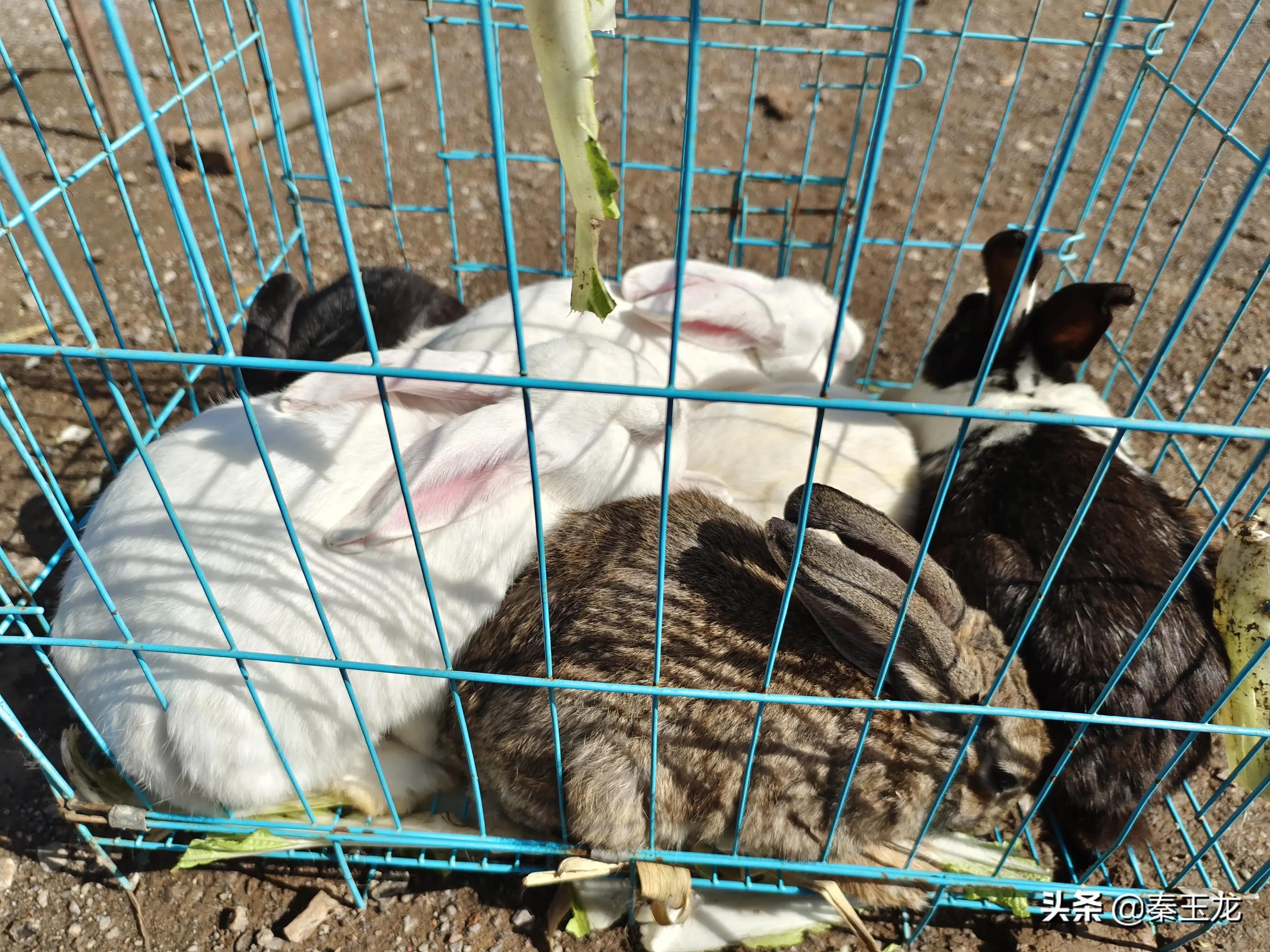 狗市，市井文化的洼地