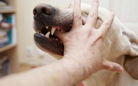 猫狗抓伤最佳处理时间是,猫狗抓伤如何处理伤口