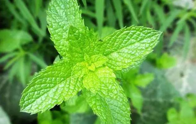 除蚊子的小妙招有哪些呢,每家每户备上一个蚊子克星