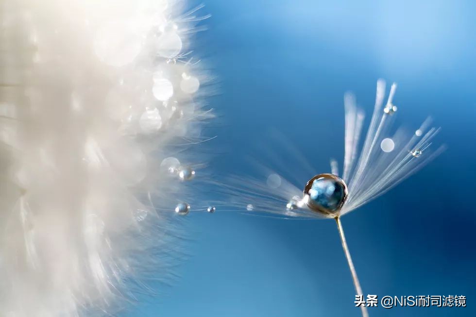 微距蚂蚁喝露水：曝轰动日本的摄影技能