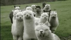 为什么容易爆藻,为什么有的人对鱼那么痴迷