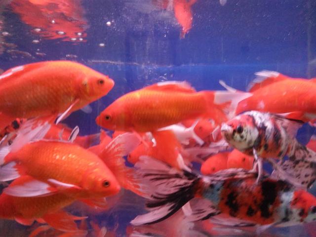 热带鱼鱼缸内壁黄点怎么清理,鱼缸养的鱼身上有白霜