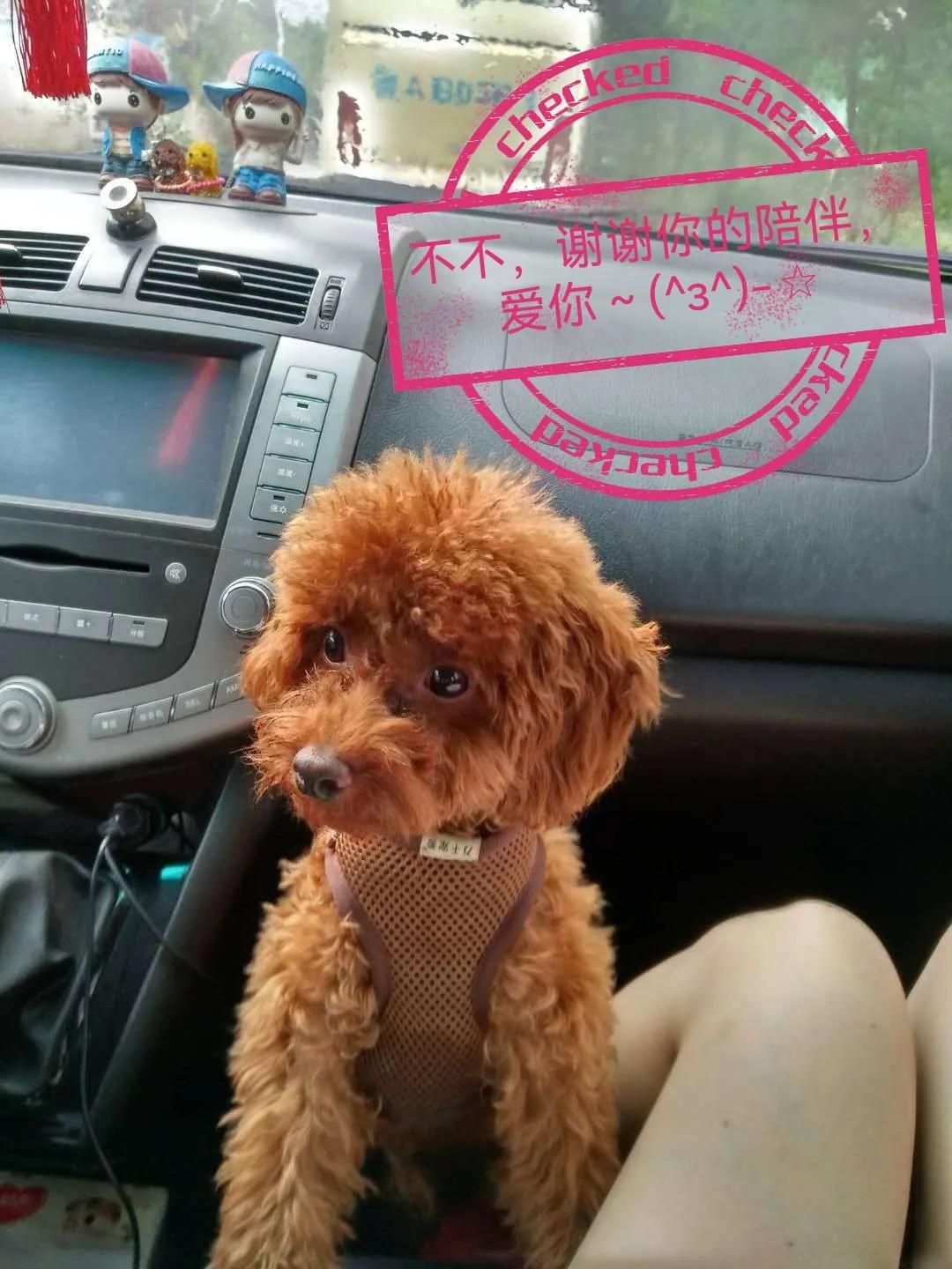 国庆七天乐毕福剑主持,国庆七天乐已经正式拉开帷幕