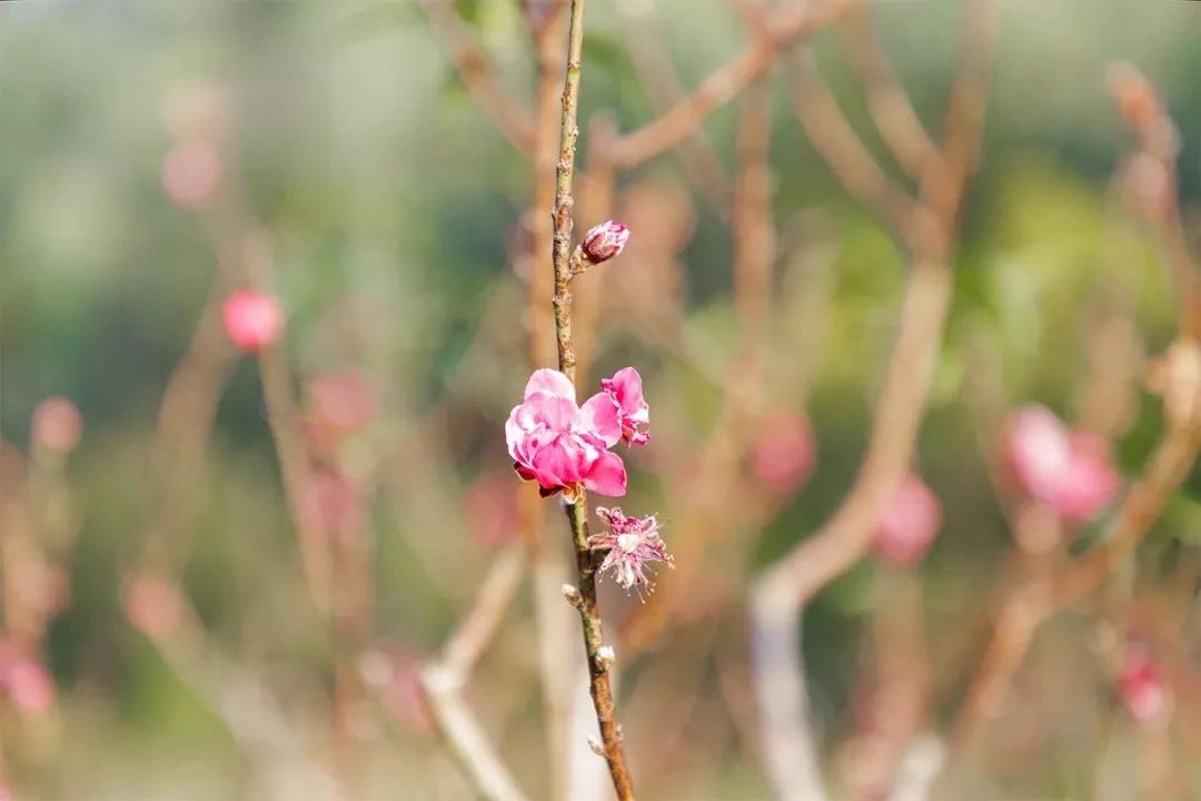 2021深圳免费适合遛娃玩地方排名,深圳免费游玩景点推荐