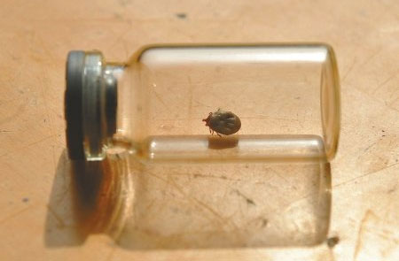 夏天户外出游要警惕这种小虫子,五一外出当心与这种虫子相逢