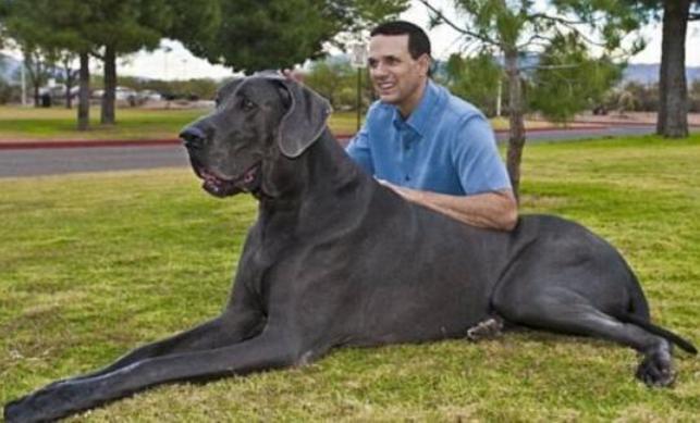 短腿狗腊肠犬,吉尼斯纪录最长的腊肠犬