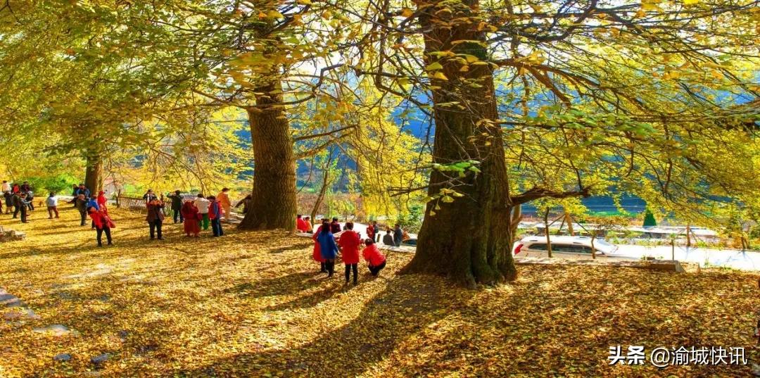 重庆无症状感染者最新情况,重庆无症状感染者在哪个区