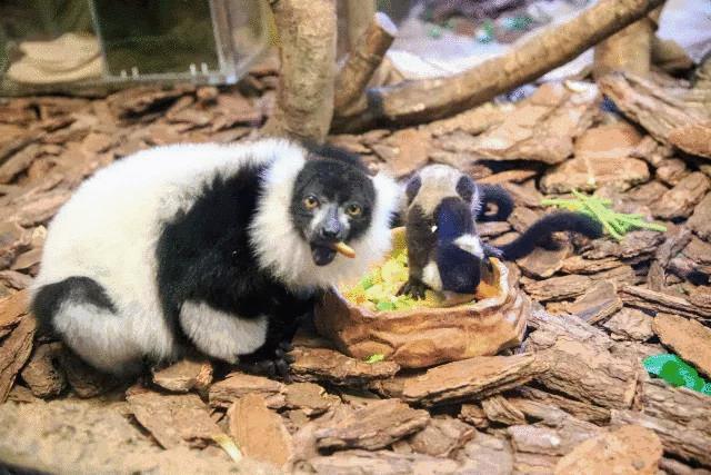 38女神节广州有哪些免费景点,38妇女节广州免票景点