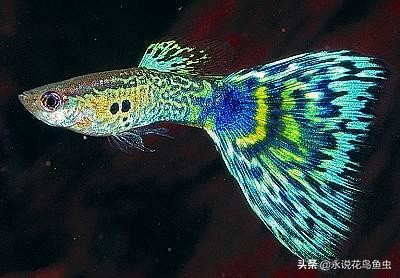 孔雀鱼死亡原因及症状,孔雀鱼死亡原因及治疗