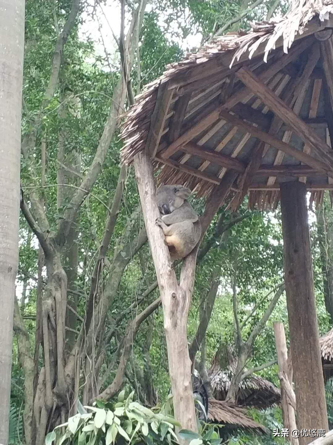 广州长隆野生动物园自驾大马戏,广州长隆野生动物园攻略马戏表演