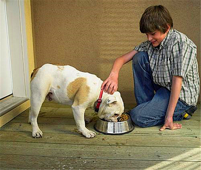 狗狗喂得过饱有什么坏处,辟谣狗狗不能吃盐会有泪痕