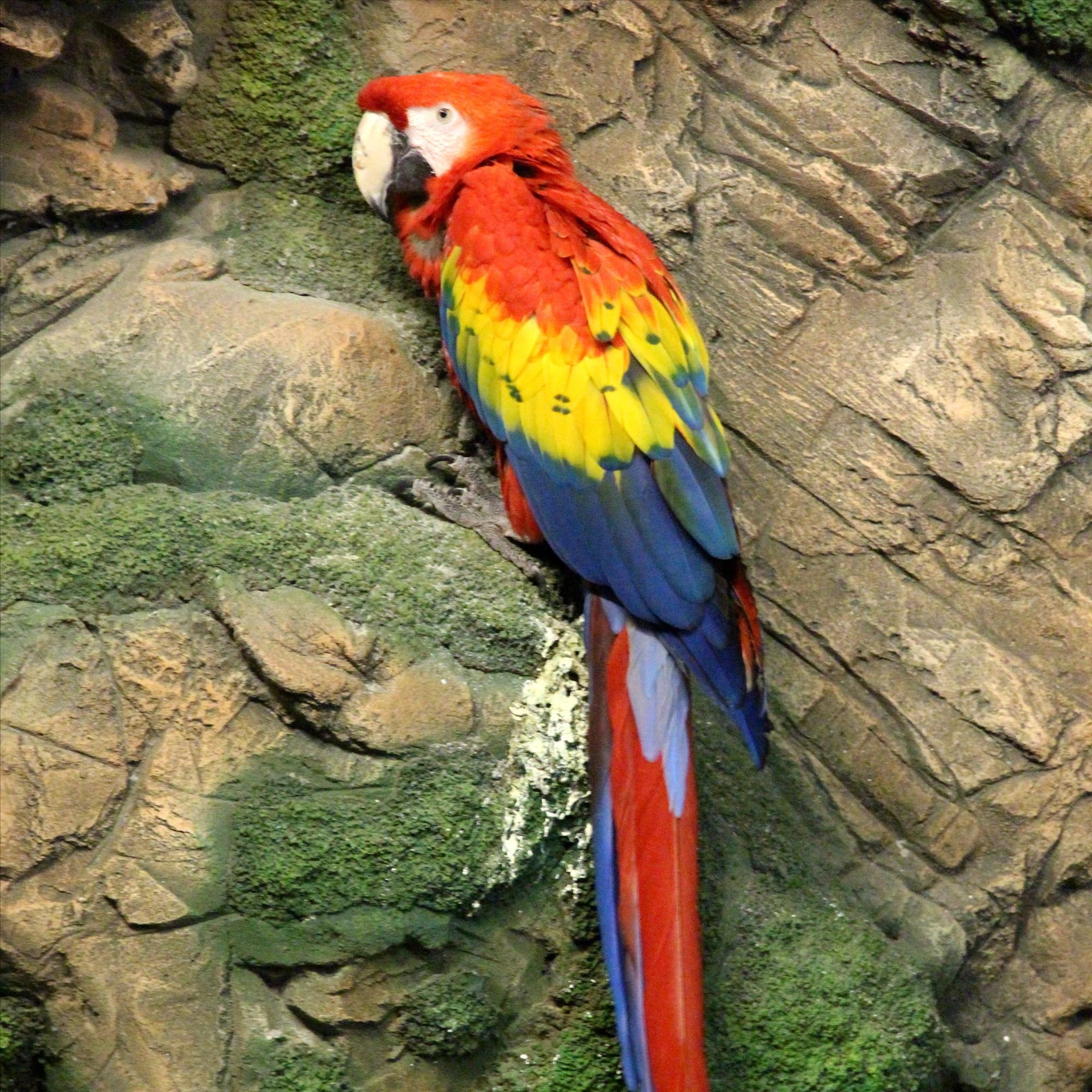 热带雨林中的鸟类大力士——金刚鹦鹉，五彩斑斓且“巧言善辩”