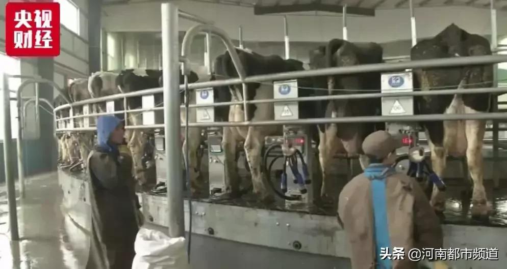 你喝的奶粉够鲜活吗,你喝的牛奶