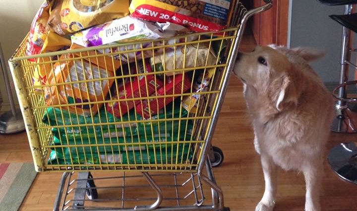 自制狗粮多大的狗狗可以吃,狗狗自制狗粮可以跟狗粮一起吃吗