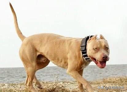 平头哥vs比特犬打架视频,比特犬大战平头哥实战视频