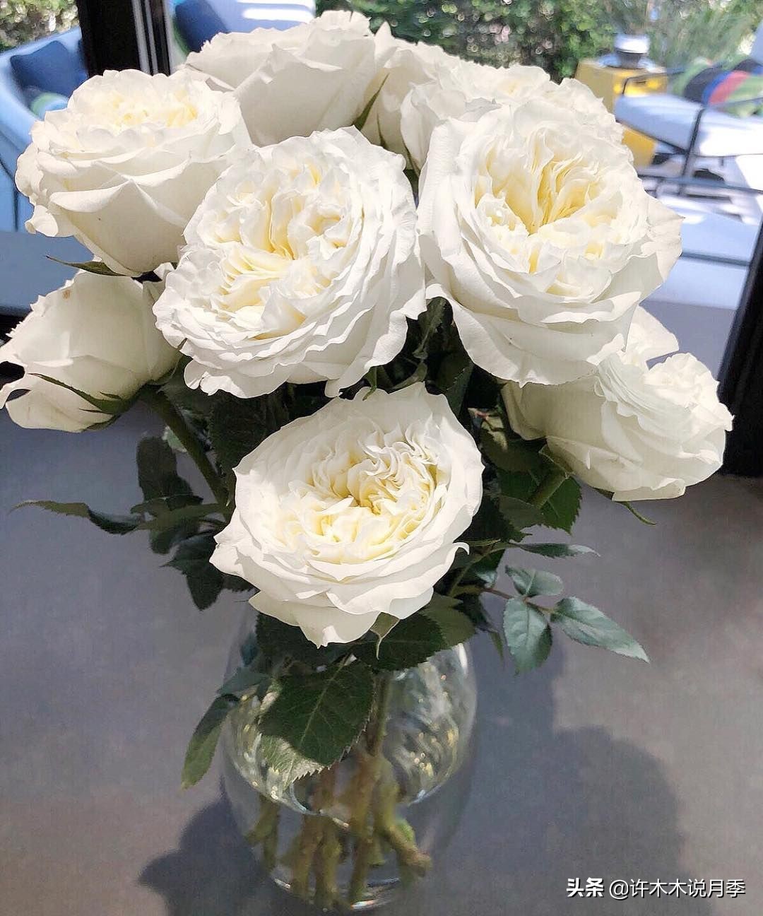 月季品种大全大图欣赏,美到窒息的月季品种图片