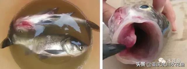 鲢鳙出血病防治方法,花白鲢败血症用什么药
