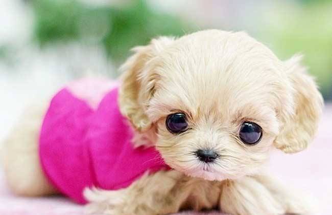 茶杯犬基因病,茶杯犬背后的残忍真相是真的吗