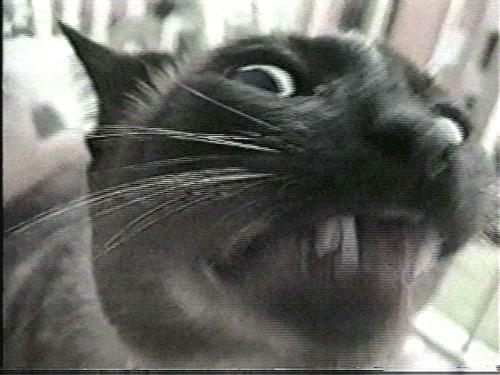 猫咪体温怎么量,猫体温多少度正常猫怎么测体温