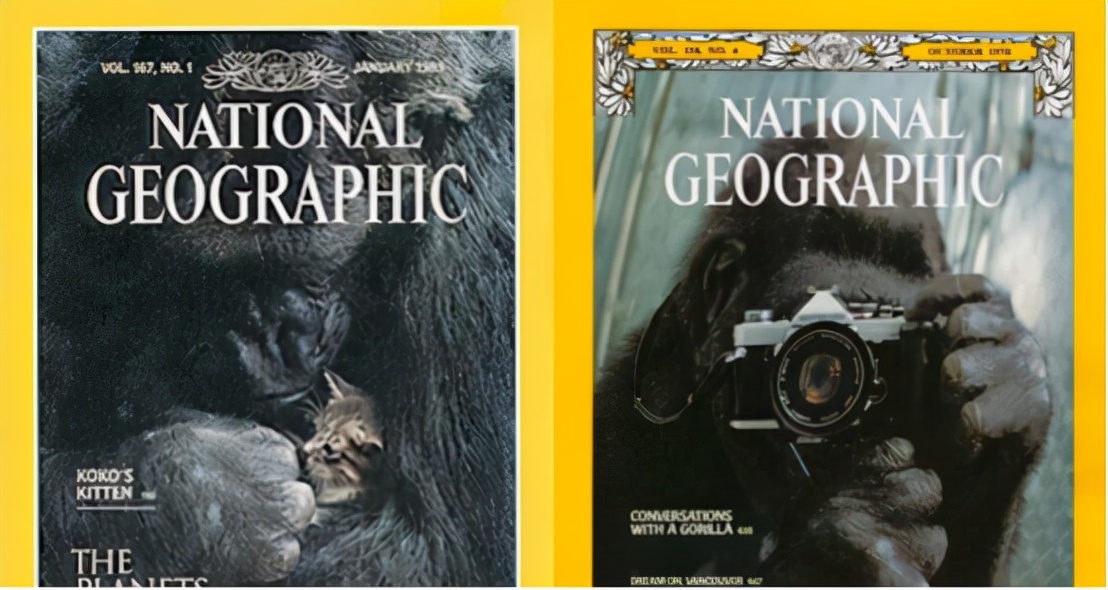 会1000多种人类手语的大猩猩,智商超过人类的猩猩完整版