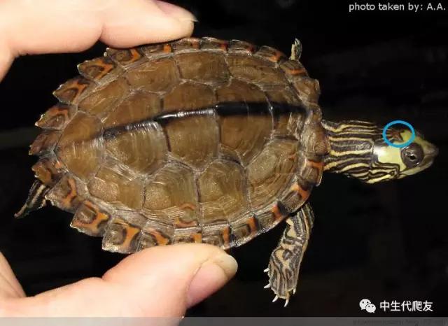 地图龟成体样子,地图龟种类及图解