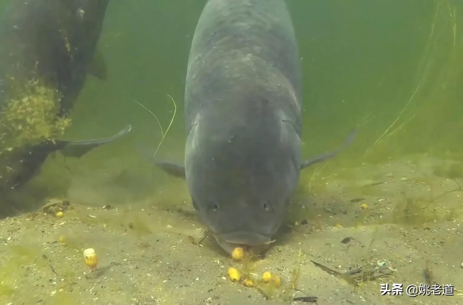 天凉后钓鱼,天凉了夜钓怎么钓好