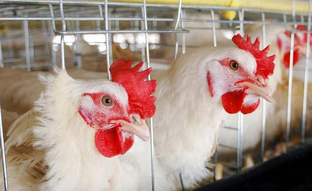 怎样预防春季鸡病的发生,秋季鸡病预防与治疗