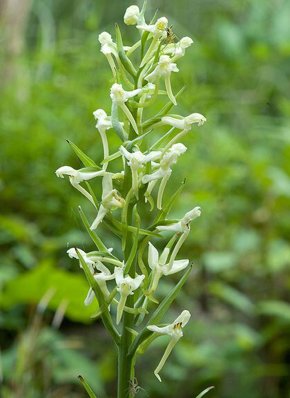 观音竹怎么养,中药材牛尾竹