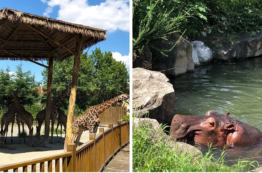 上海动物园打卡攻略,上海野生动物园的旅游路线示意图