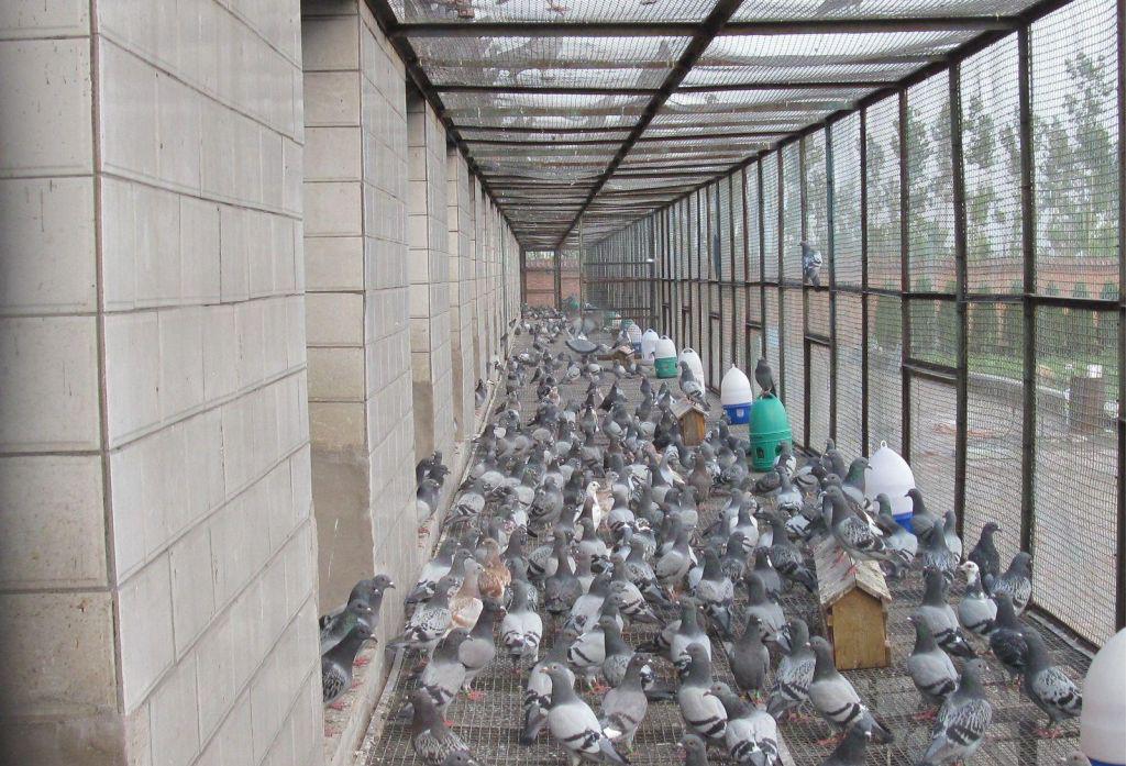 信鸽如何尽快适应新鸽舍,赛鸽知识分享鸽子飞不高