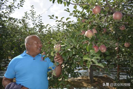 苹果不套袋好吃吗,苹果不套袋好处