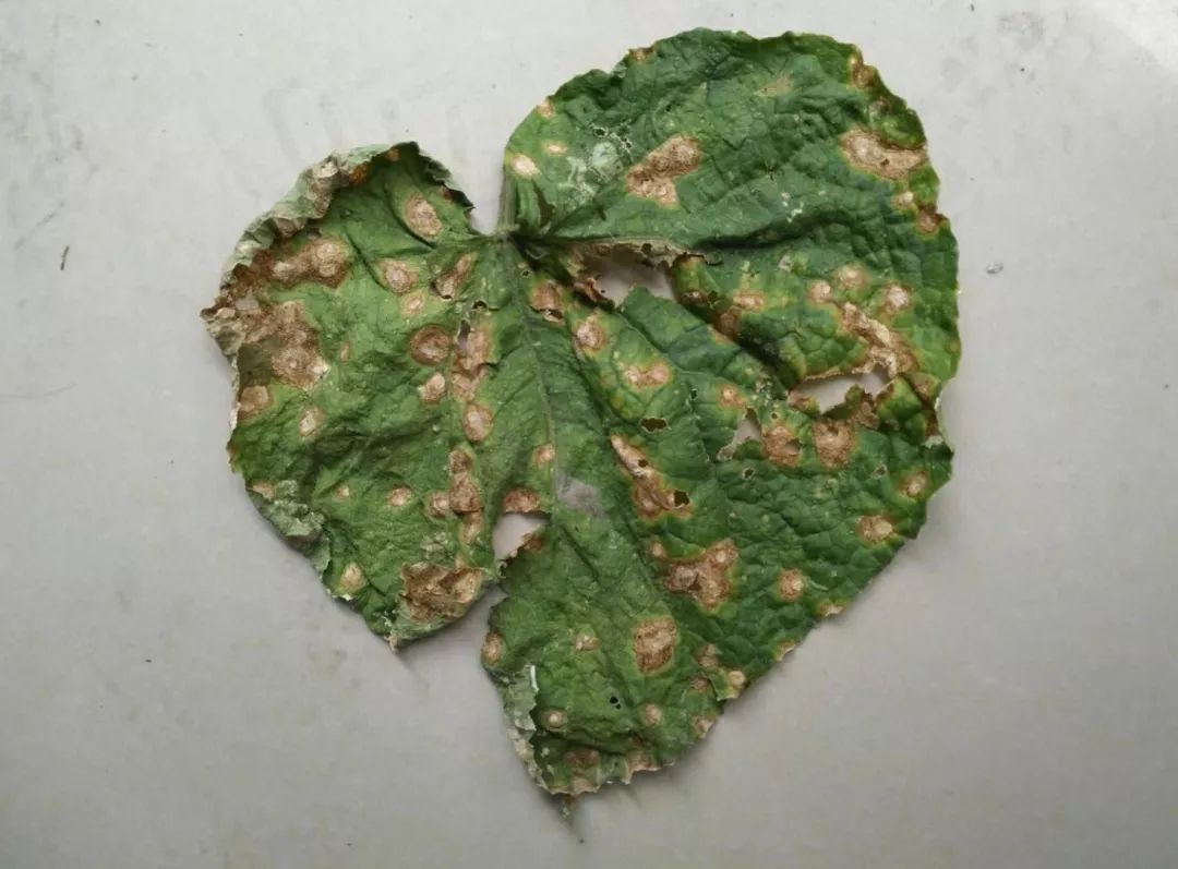 黄瓜病害图谱和防治黄瓜药害,黄瓜瓜条病害图谱