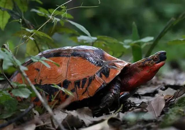 国龟有什么,国龟之梦