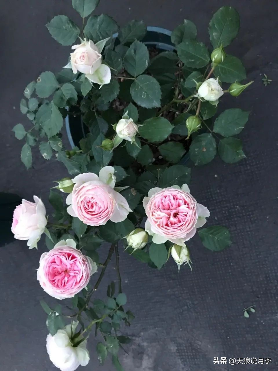 月季春季第一波花要不要剪,月季春季第一波花开后嫁接